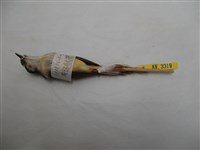 灰頭鷦鶯藏品圖，第2張